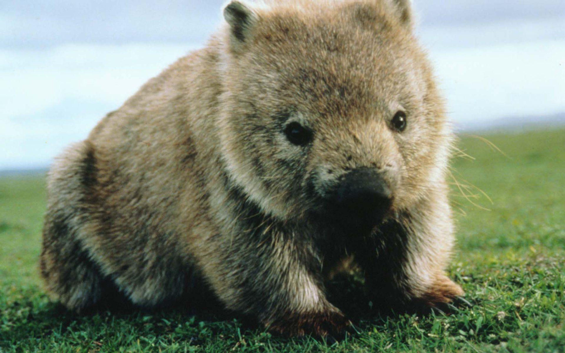 Wombat