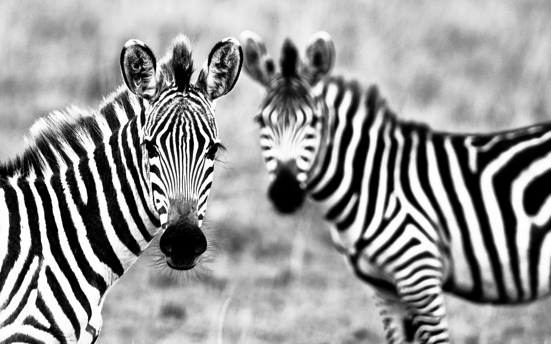 Download Animals Zebra Wallpapers Image Photos And Pictures