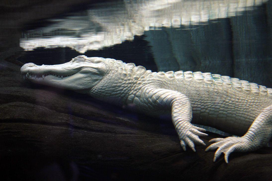 Leucistic alligator Image HD Wallpapers Download Logo And Photo