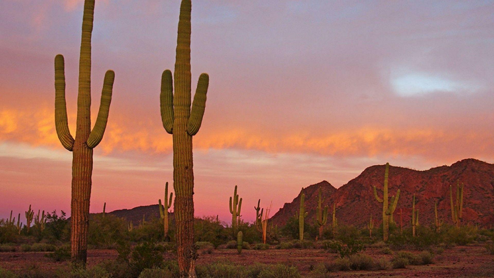 Saguaro National Park Wallpapers