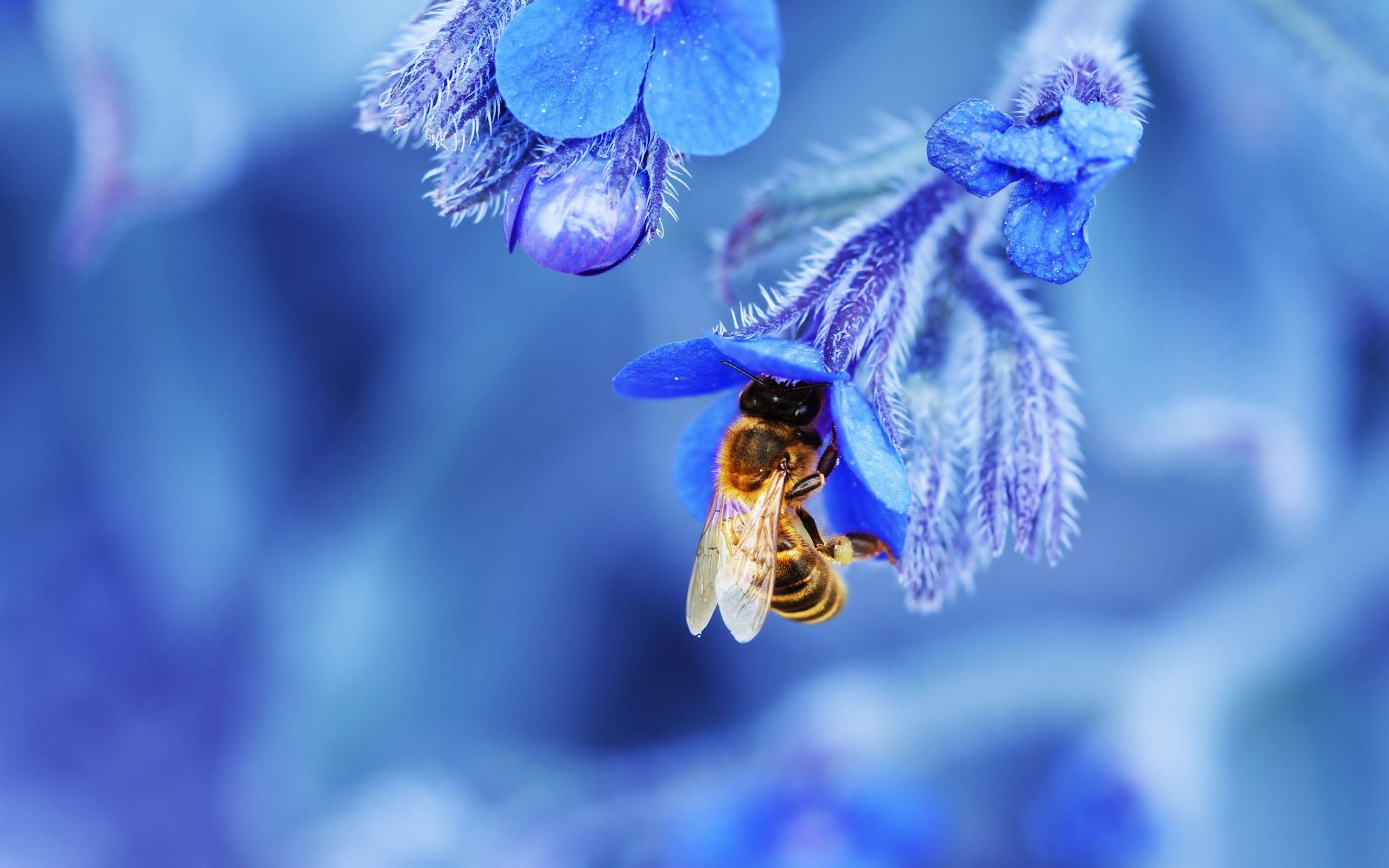 Top 50 Bee Wallpapers New HD Image For Photos Free Download