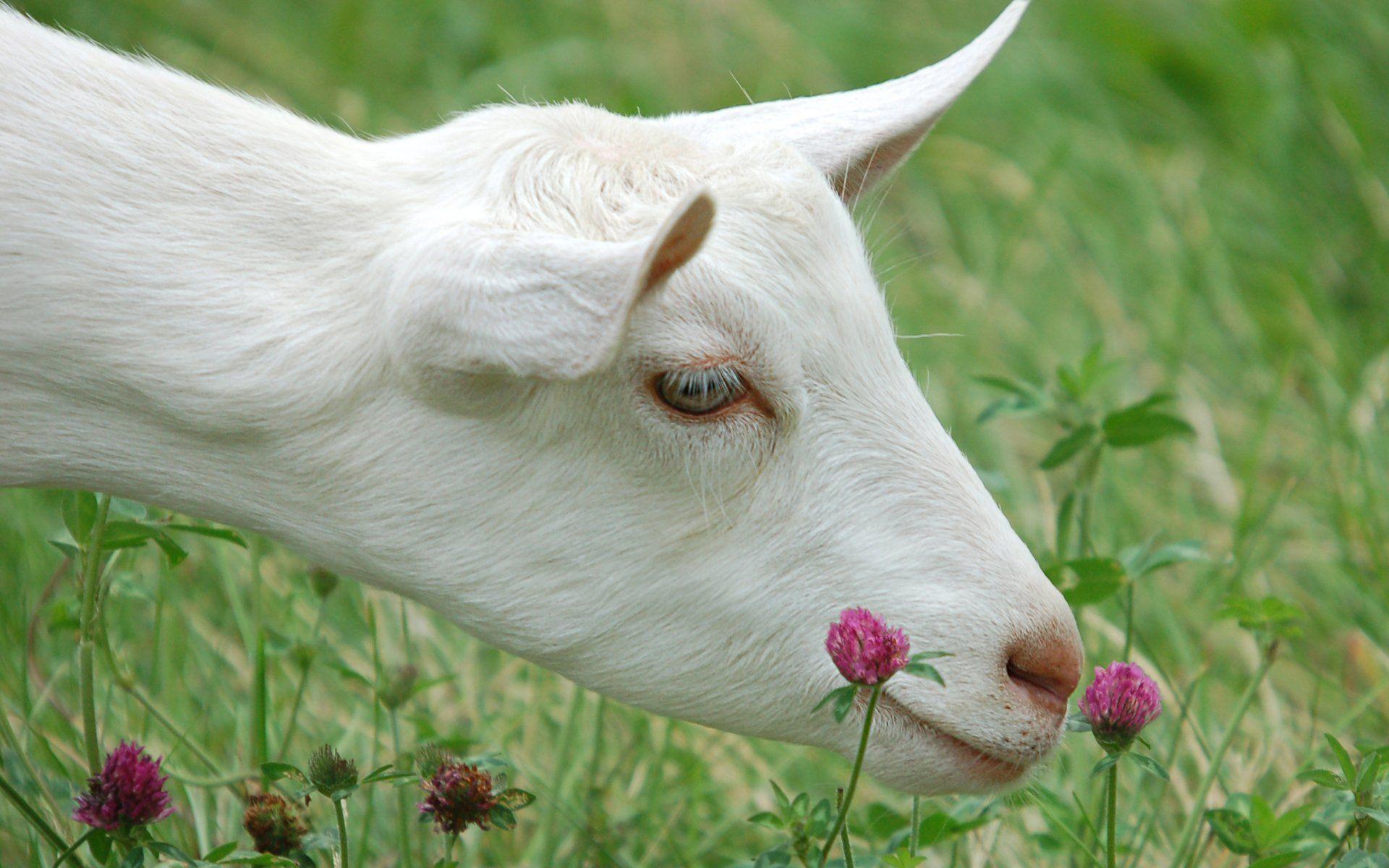 75 Goat HD Wallpapers