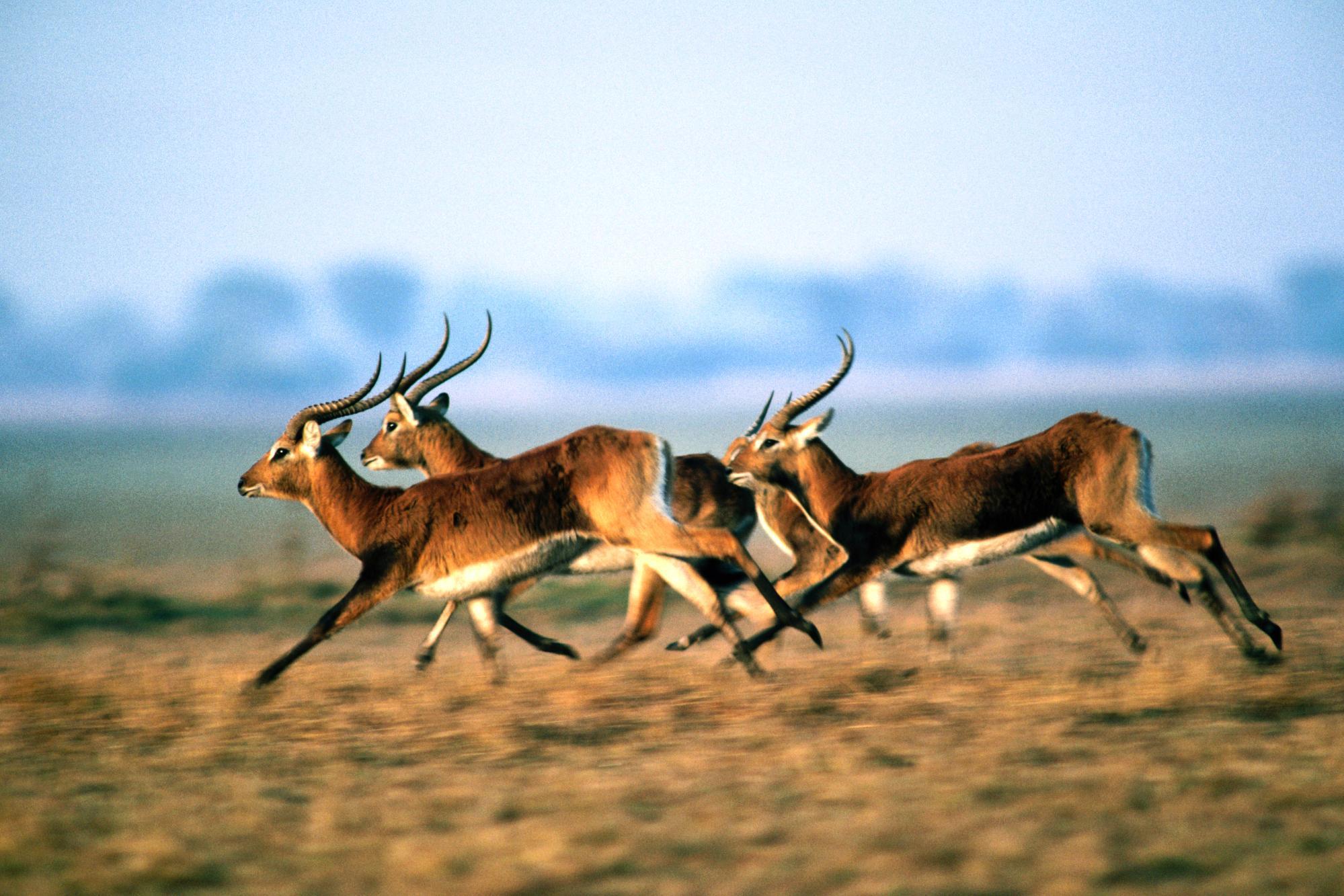 49 Antelope HD Wallpapers