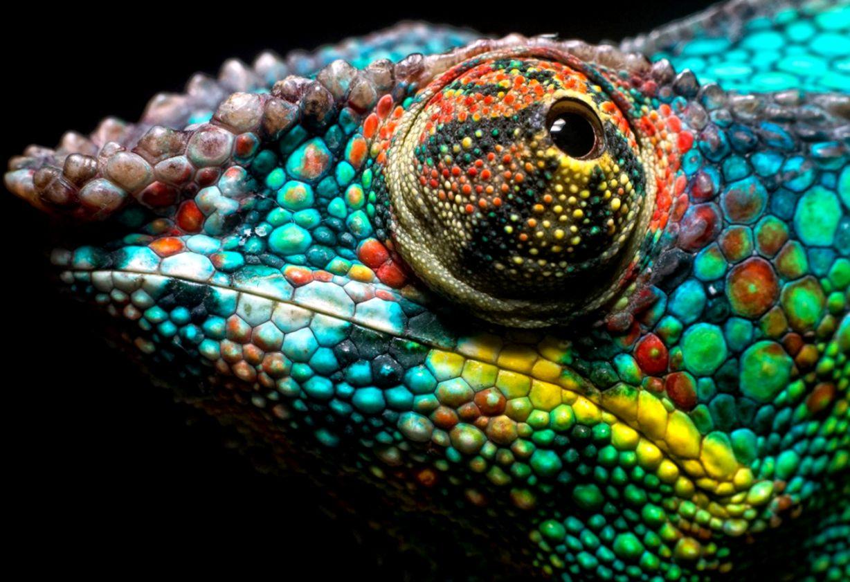 Chameleon Wallpapers