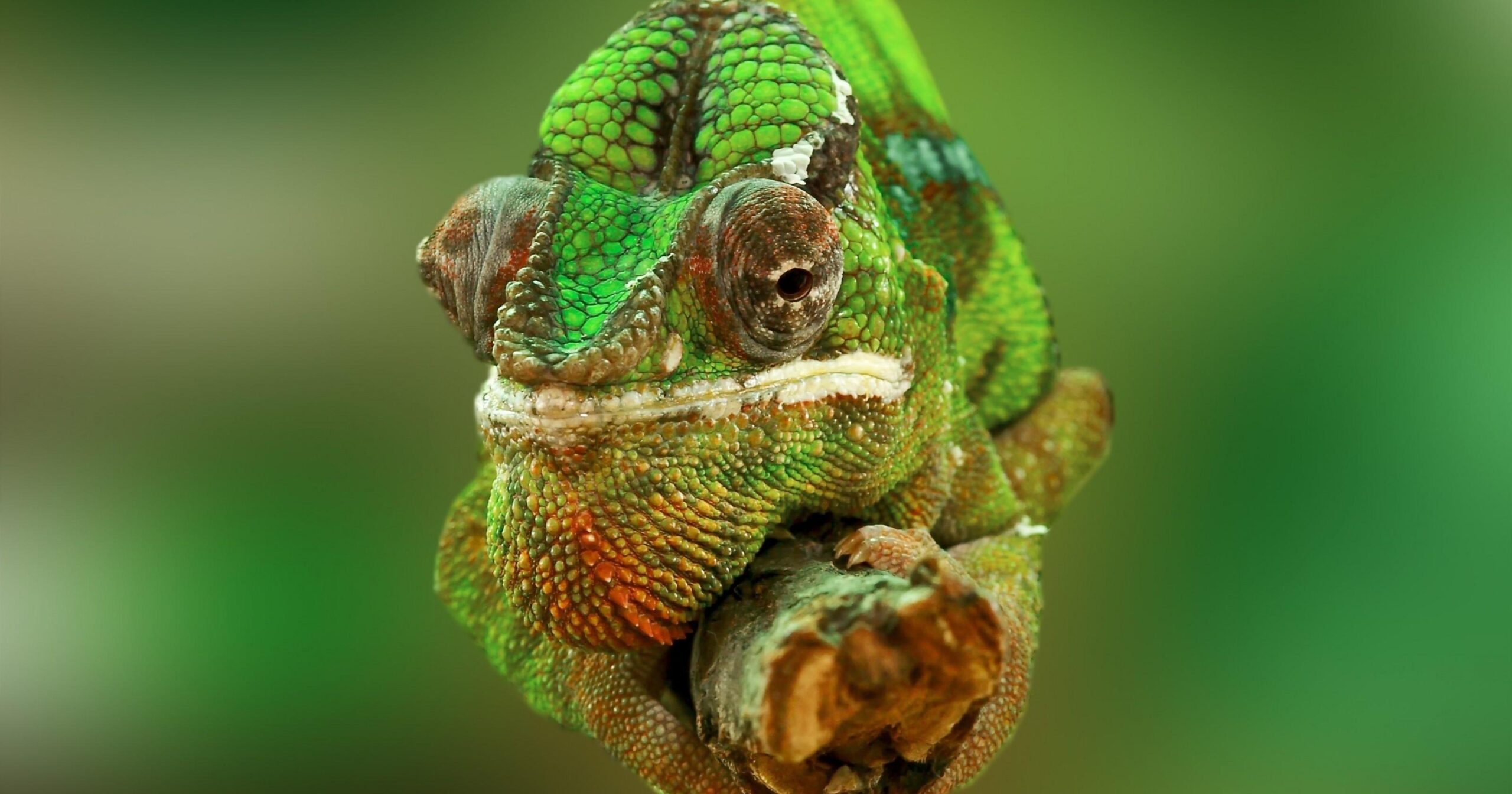 Download Chameleon, Close