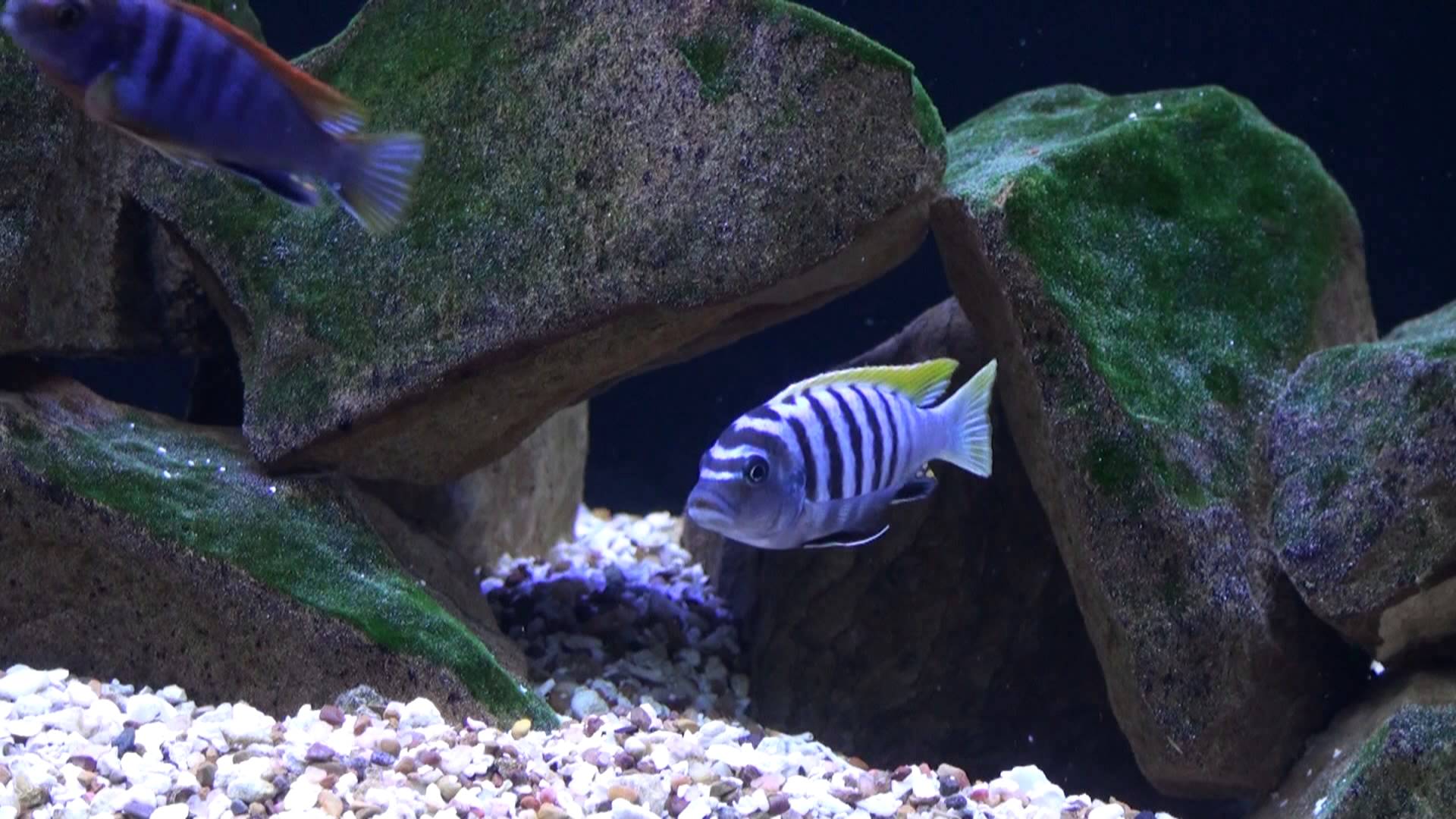 African Malawi Mbuna Cichlids Aquarium Malawi Lake