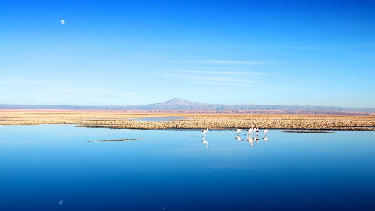 Water Chile blue mountains landscapes nature birds calm flamingos