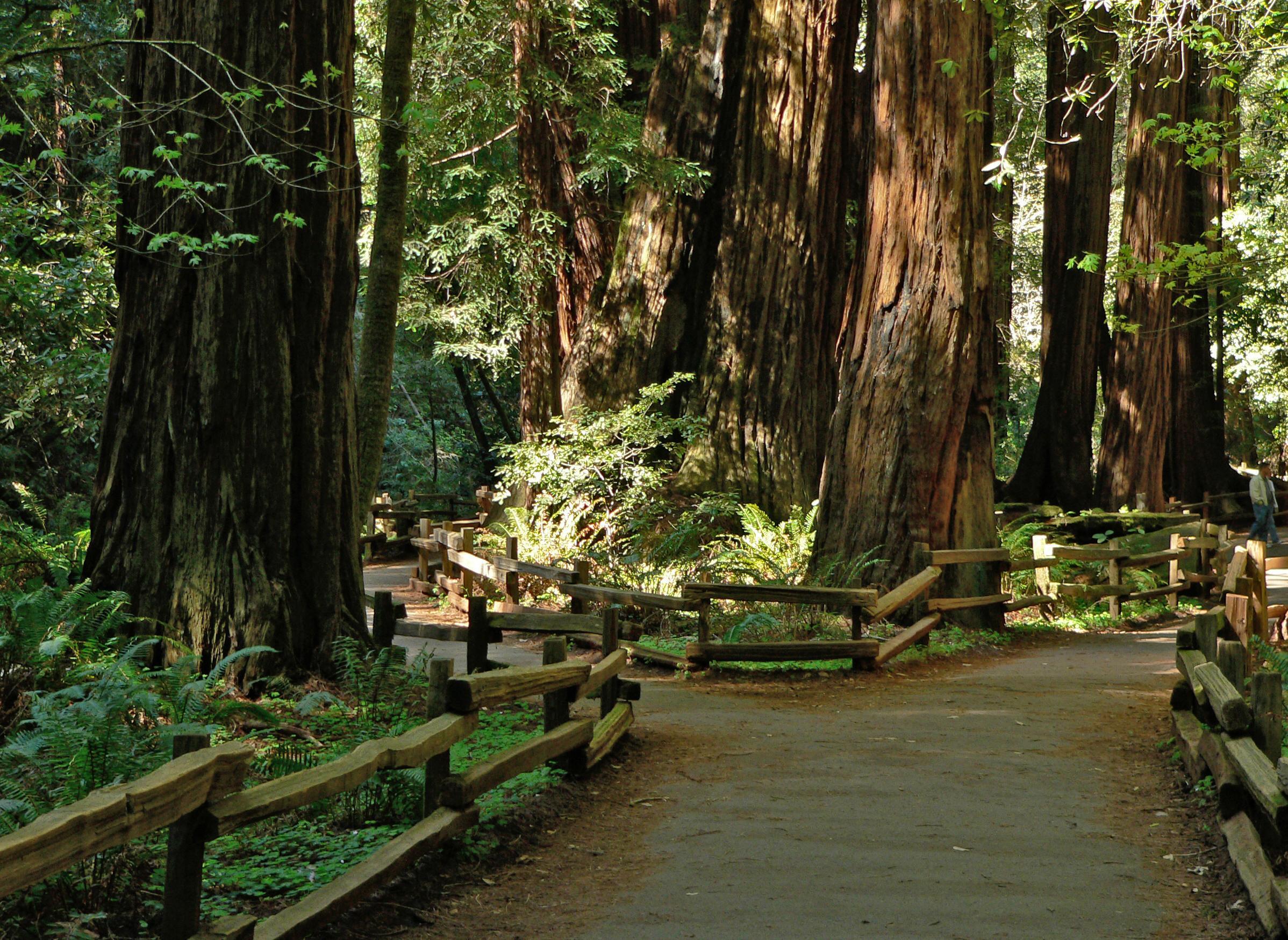 File:Muir Woods National Monument