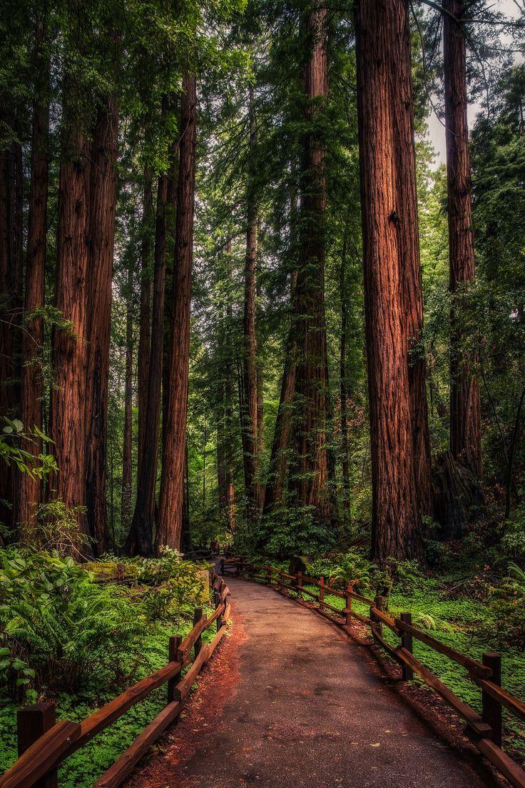 124 best California Redwoods image