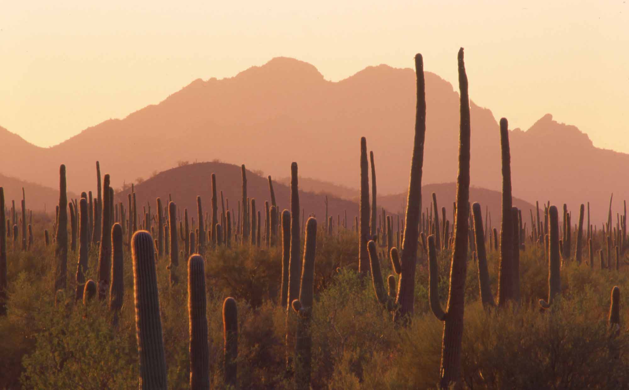 SaguaroForest