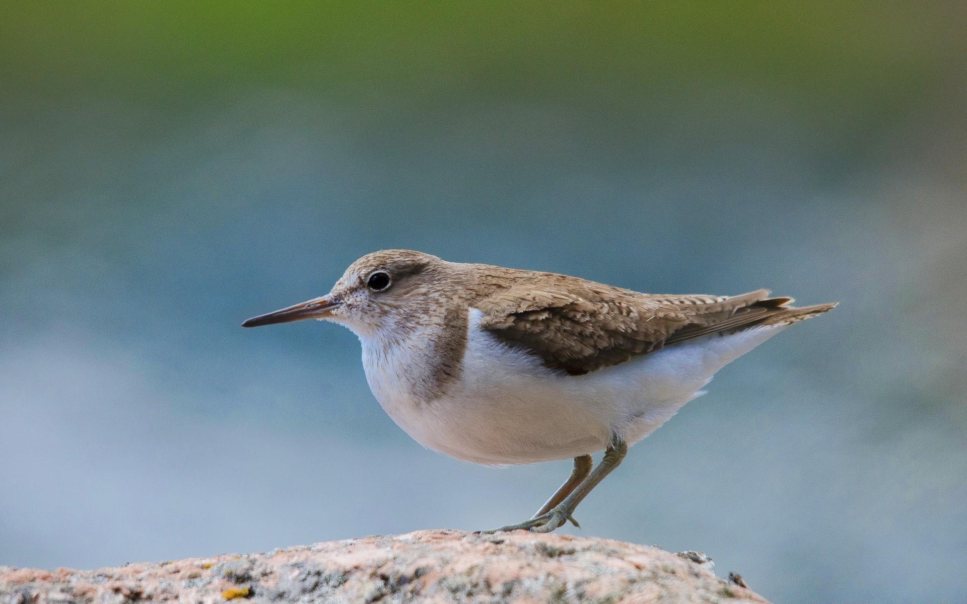 Common Sandpiper