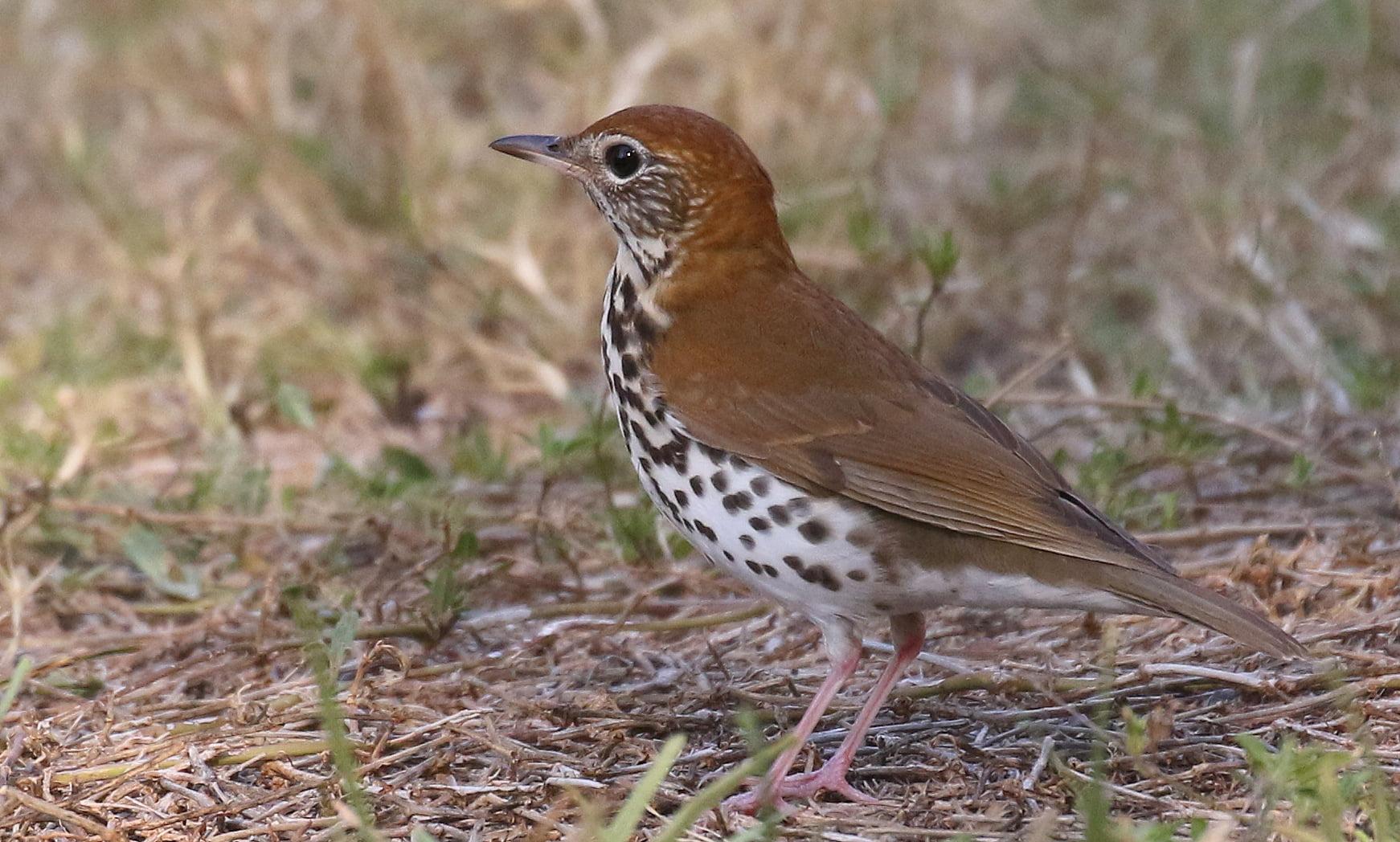 Brown and black bird, thrush HD wallpapers