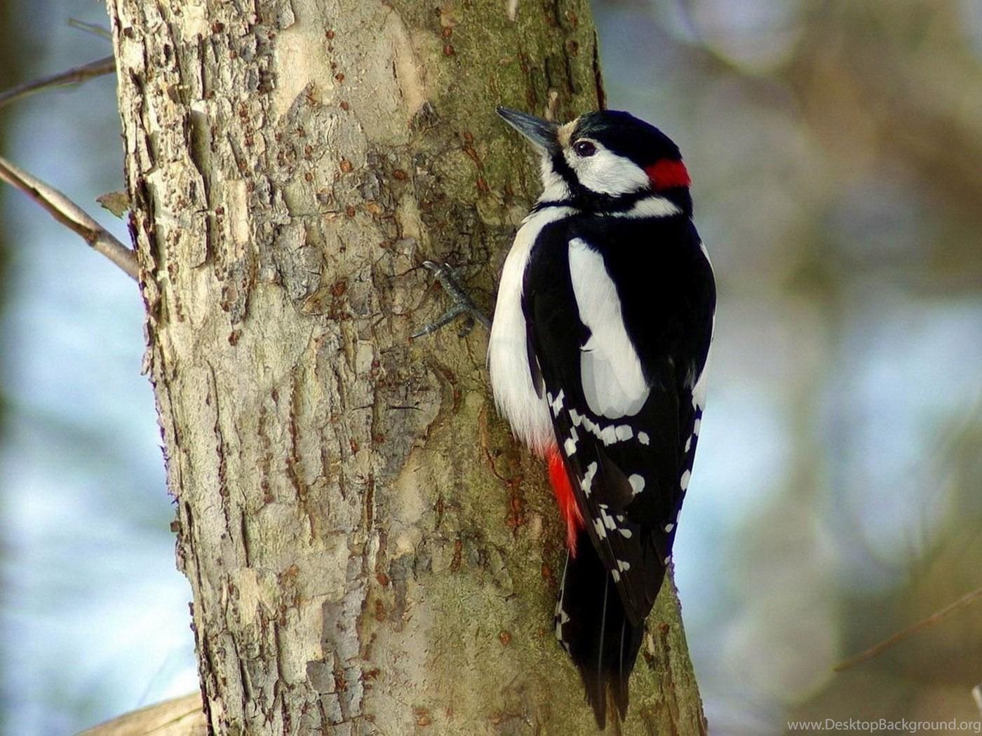 Woodpecker Wallpapers Animal Wallpapers Desktop Backgrounds