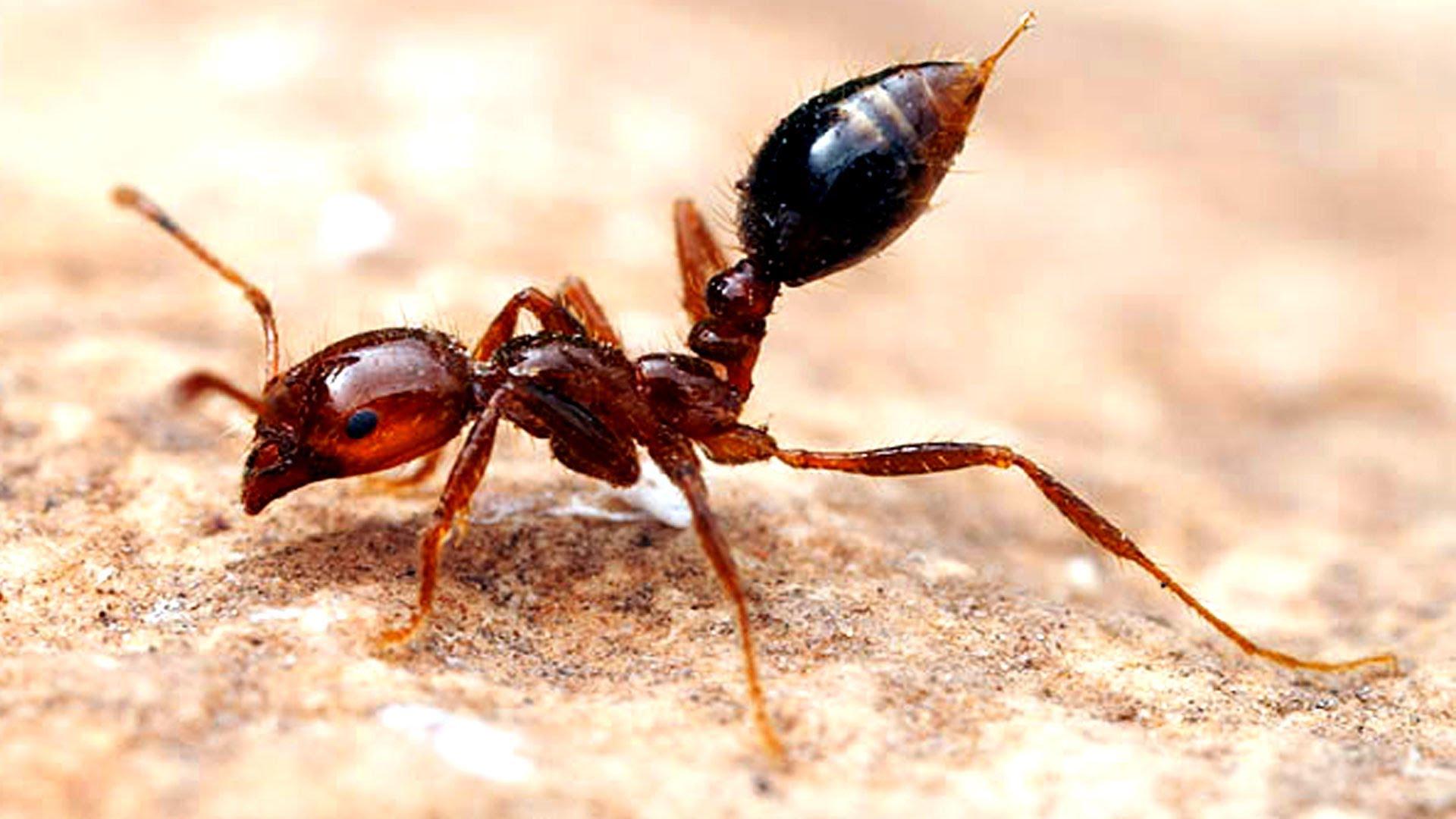 4K Ants Wallpapers High Quality