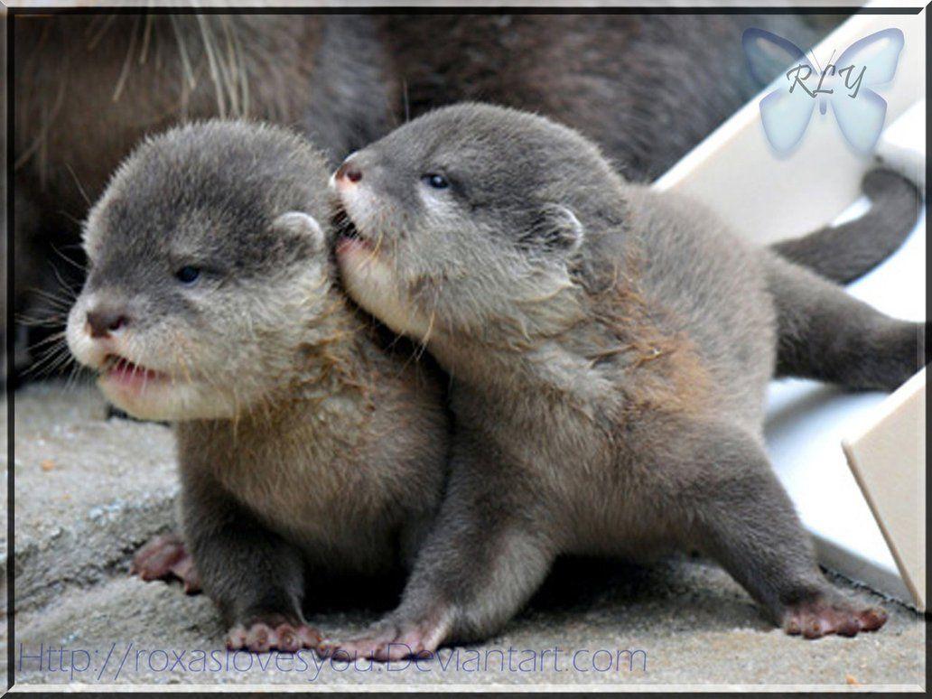 Baby Otter