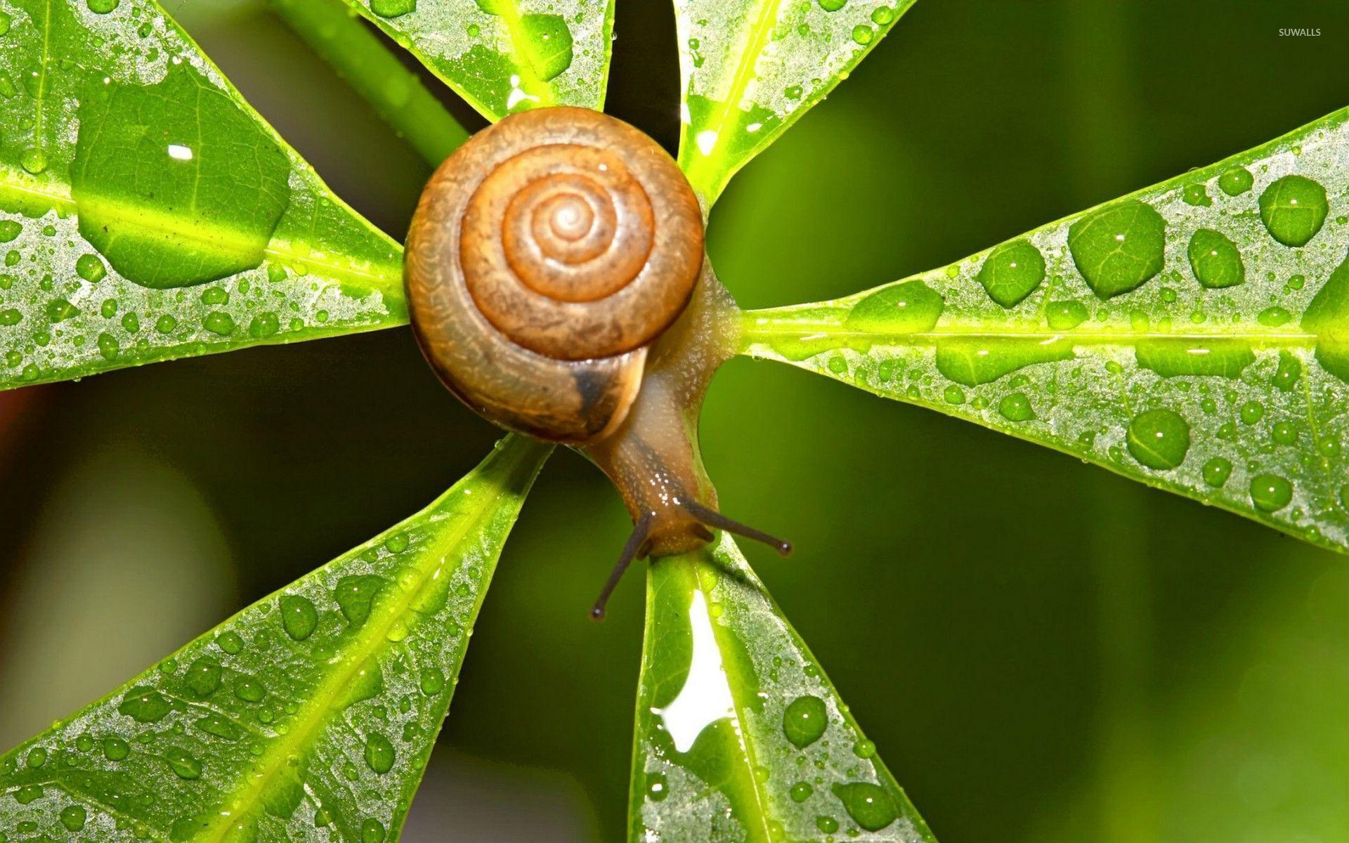 Snail wallpapers