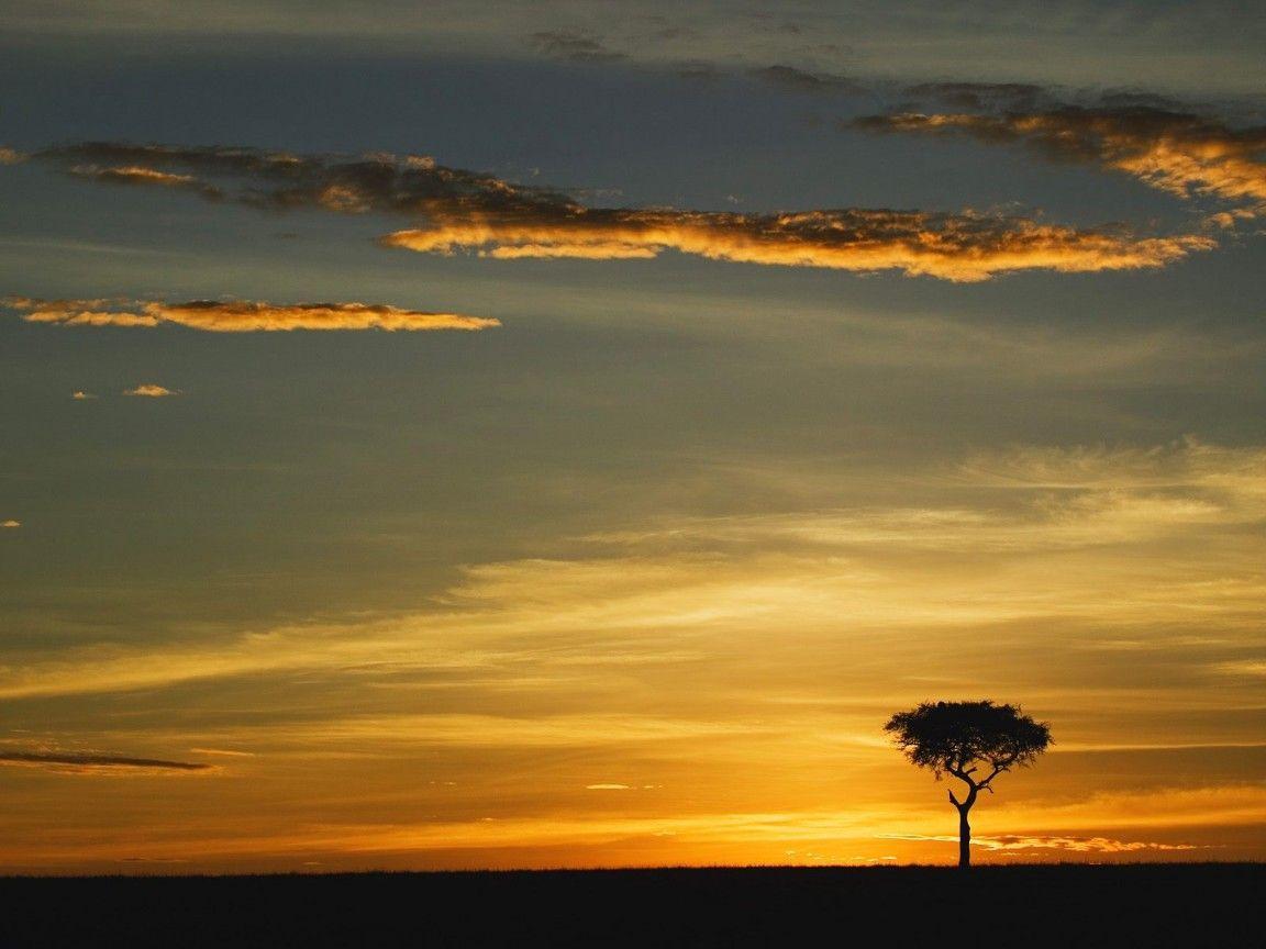 world africa single acacia