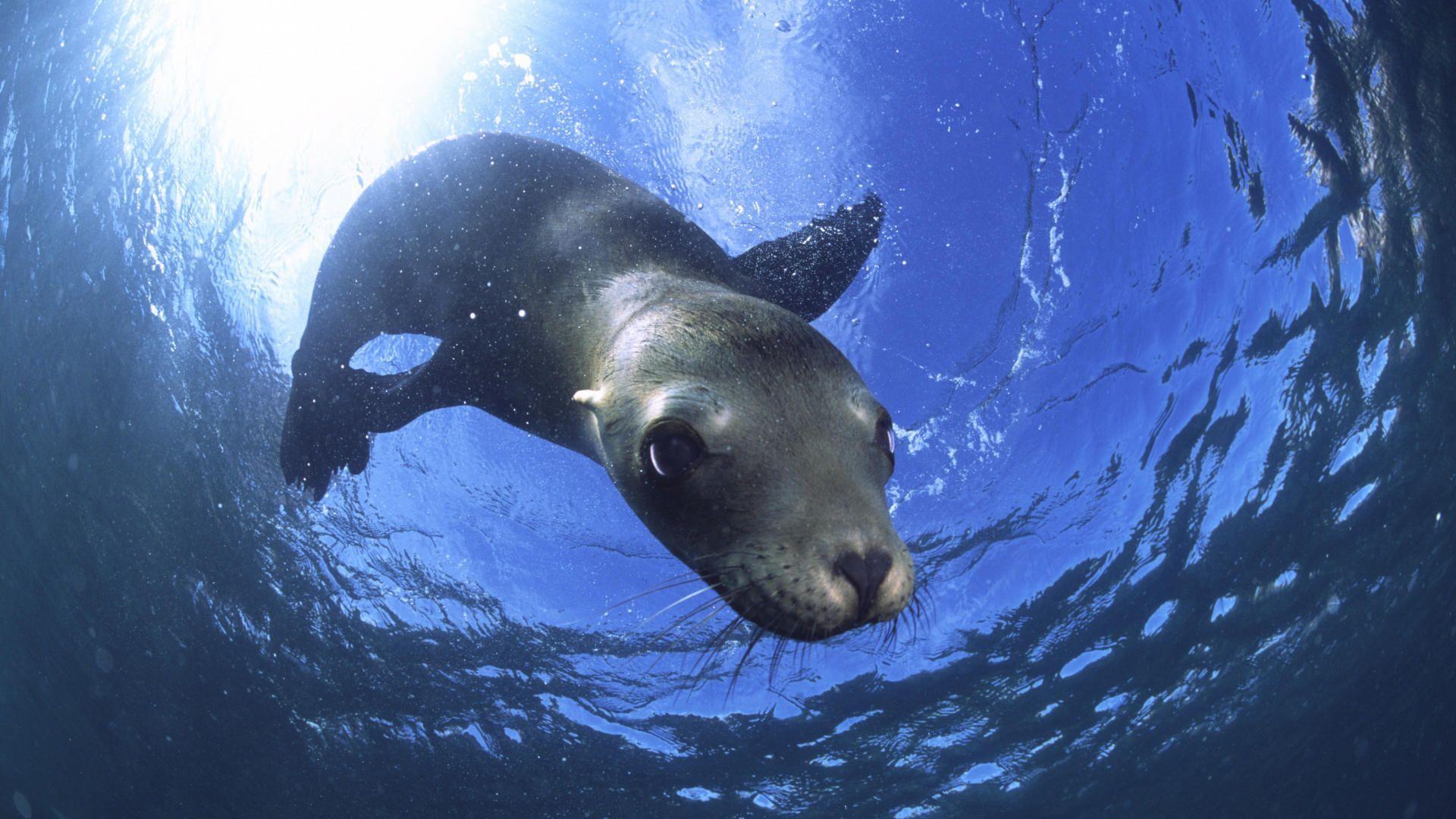 Animals: California Sea Lion, Baja California, Mexico, picture nr