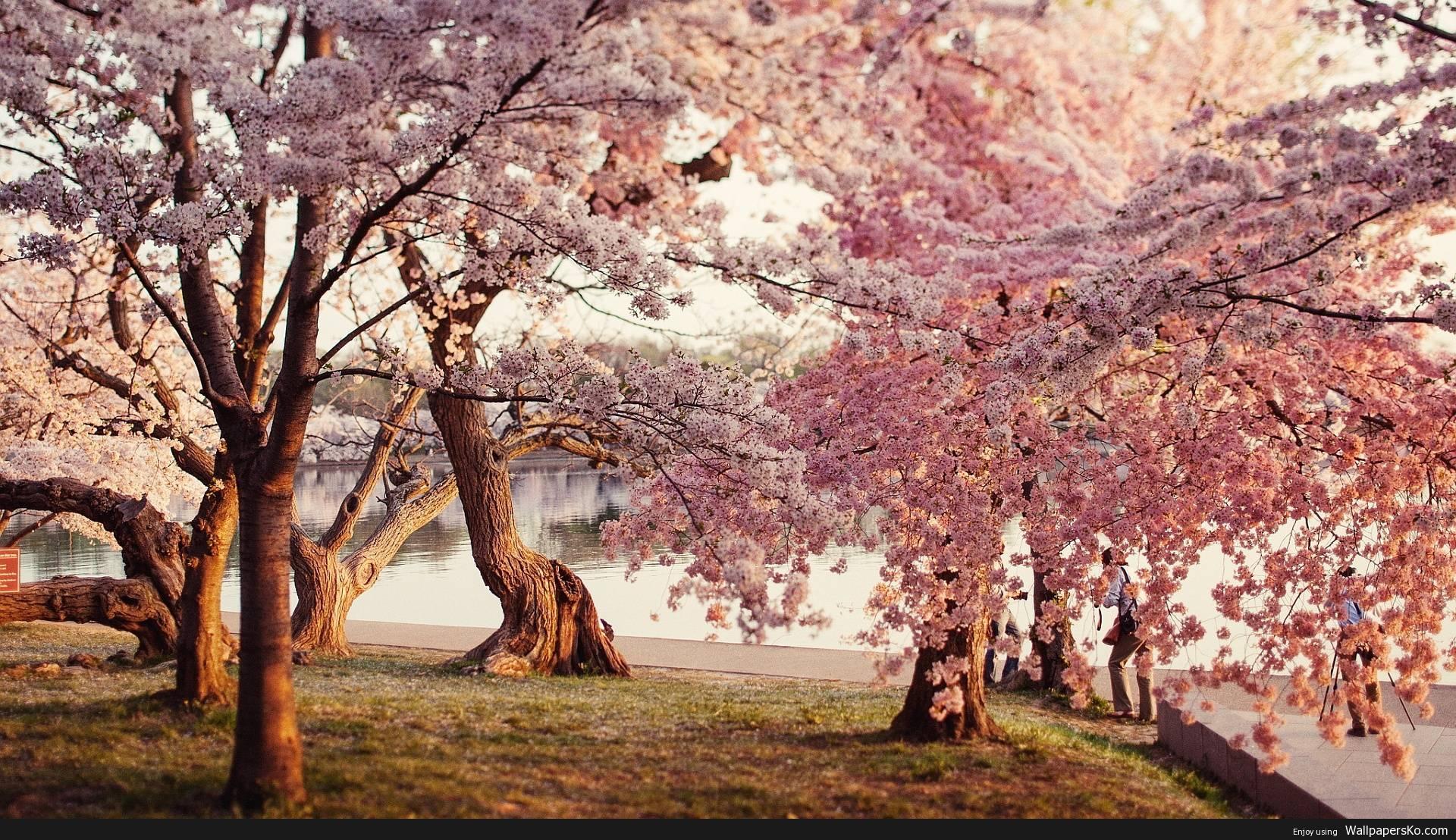 Cherry Blossom Wallpapers Desktop