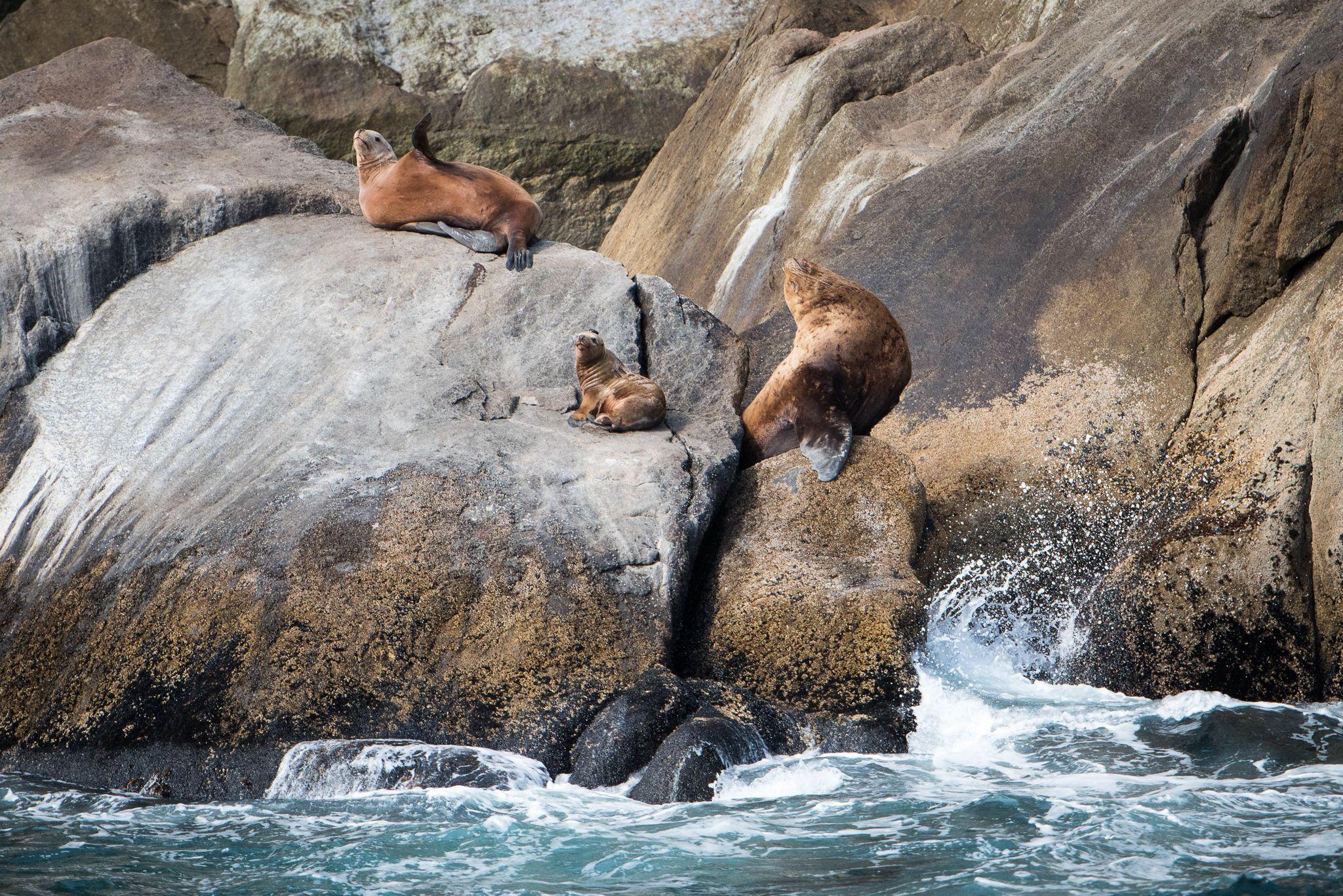 Major Marine Kenai Fjords Cruise