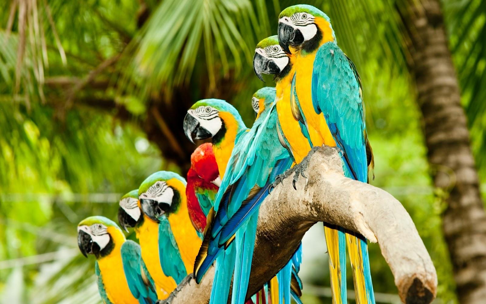 Parrot Wallpapers 17