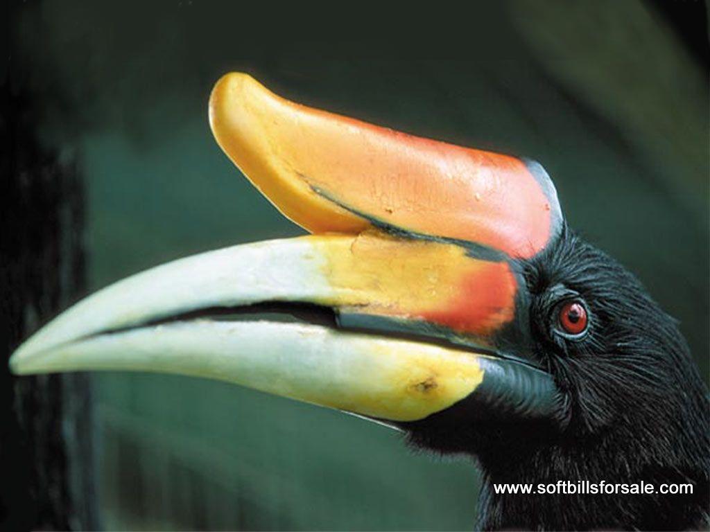 Rhinoceros Hornbill Wallpapers