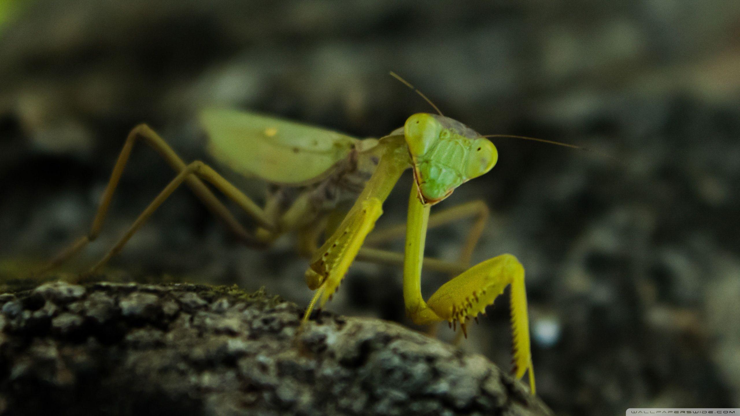 Praying Mantis, Nature ❤ 4K HD Desktop Wallpapers for 4K Ultra HD TV