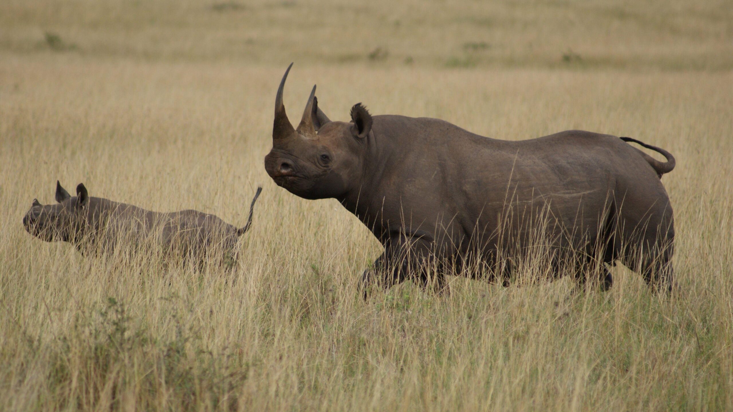 Rhinoceros