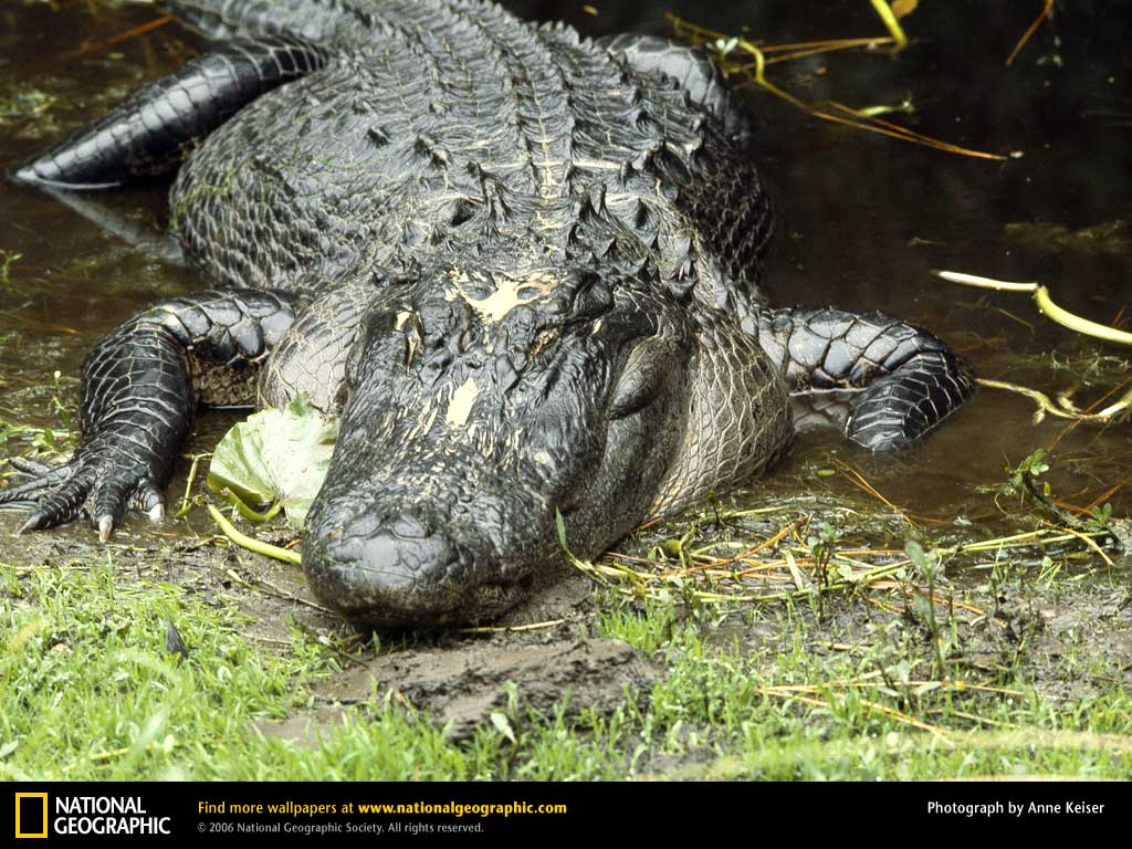 American Alligator Picture, American Alligator Desktop Wallpapers