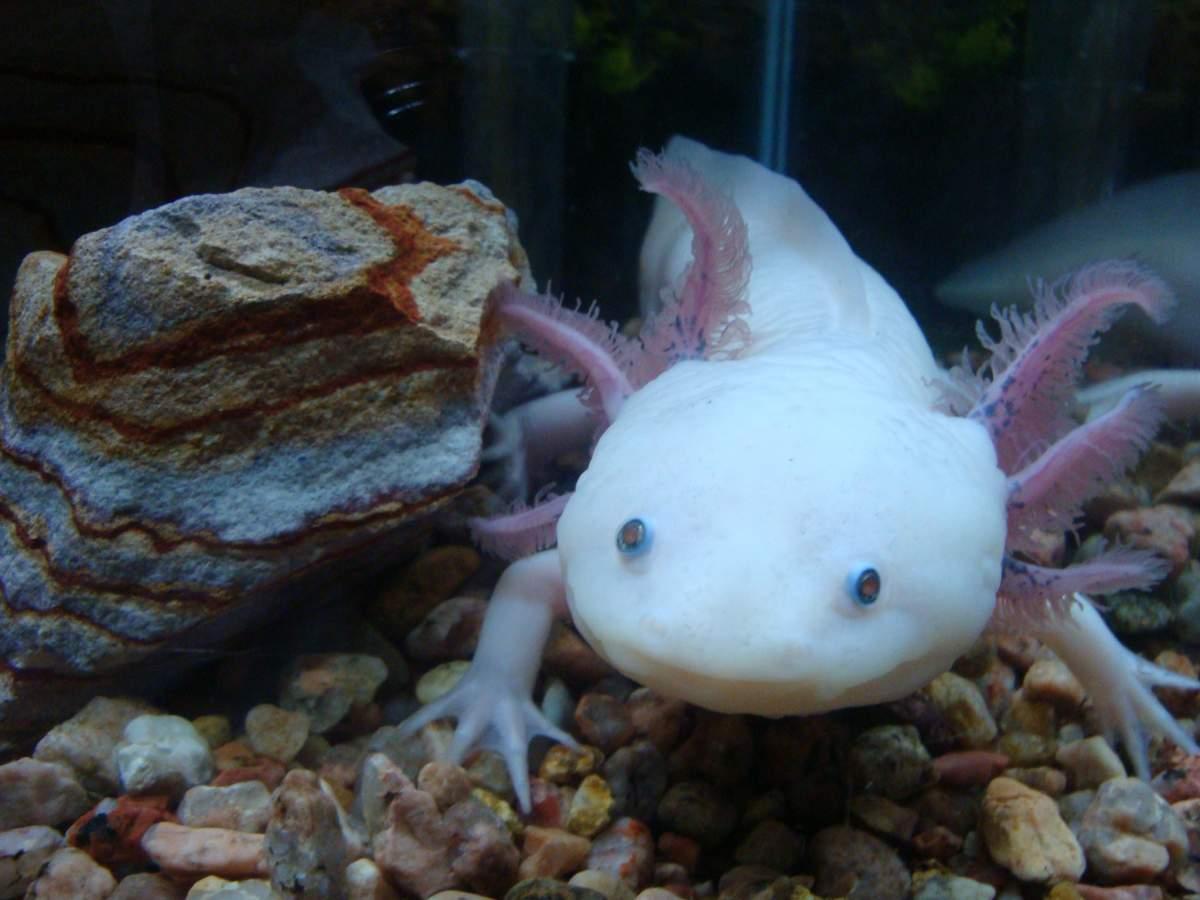 35+ Axolotl Wallpapers