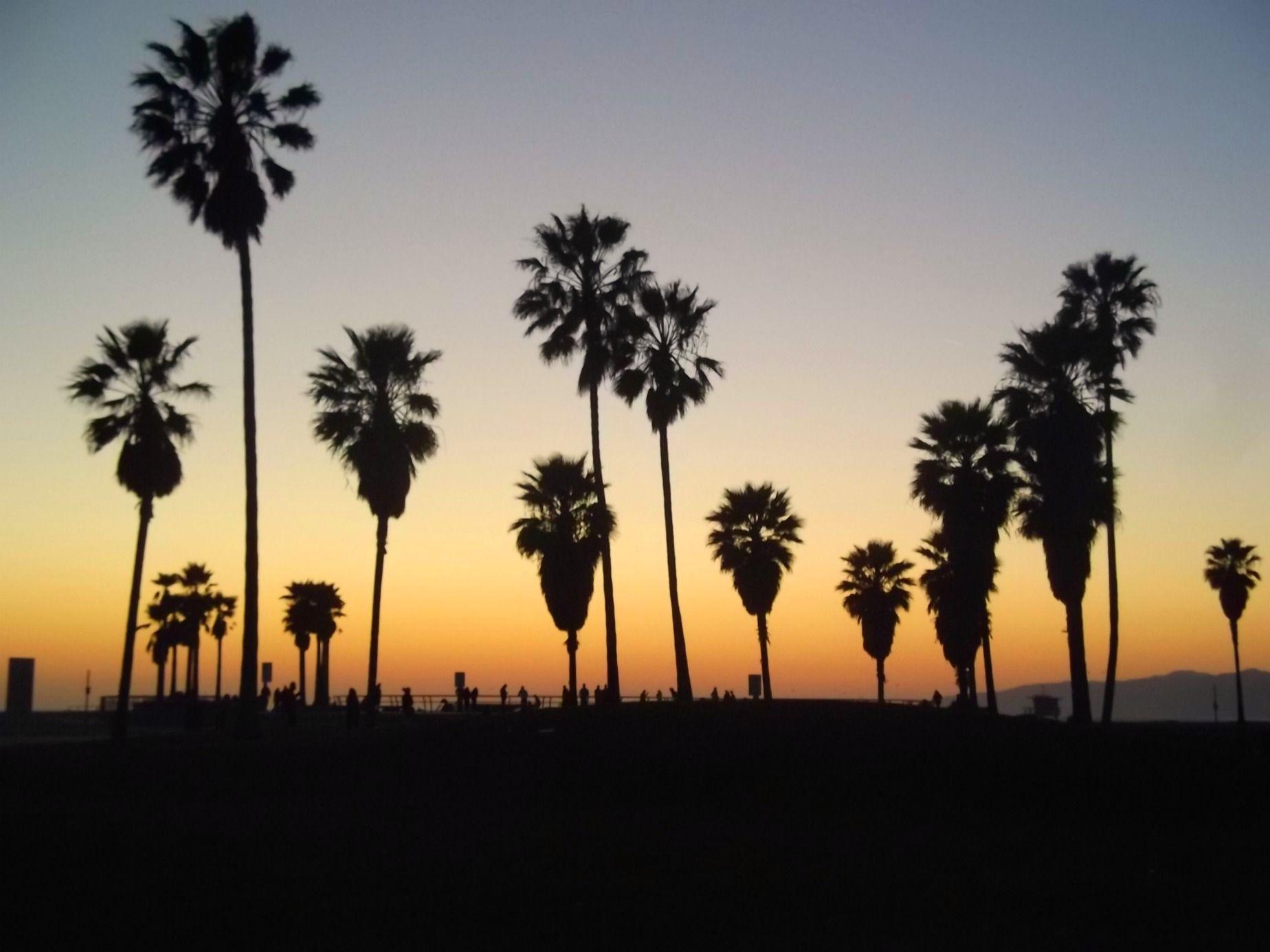 Los Angeles Streets Palm Trees