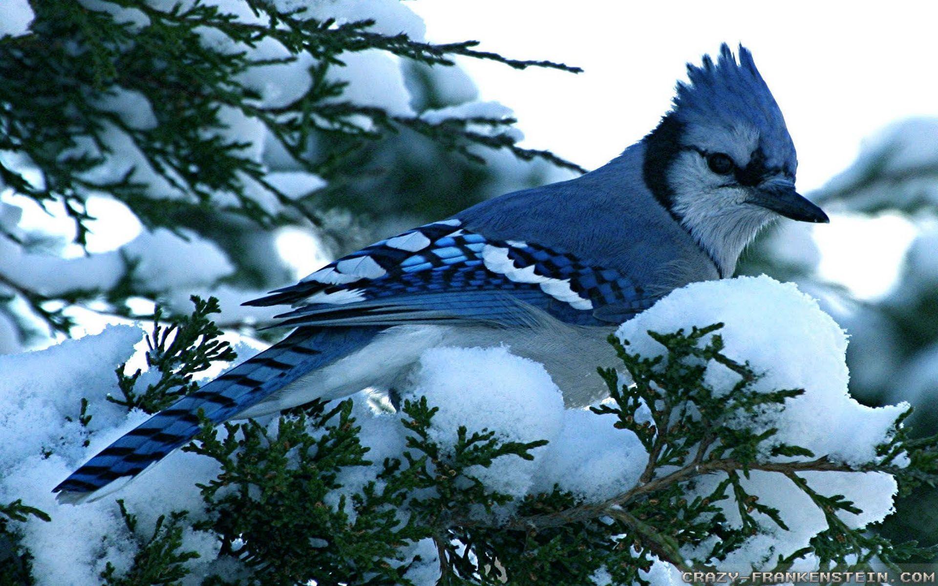 Download Blue Jay Winter Birds Wallpapers