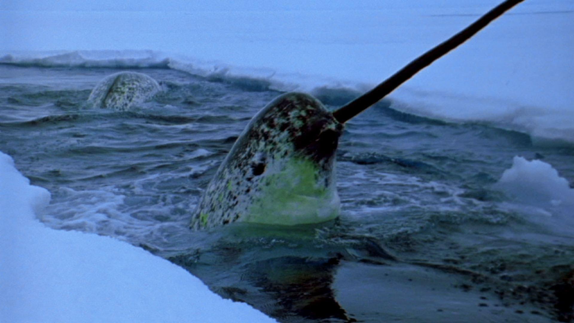 Narwhal HD Image HD Desktop Wallpaper, Instagram photo, Backgrounds