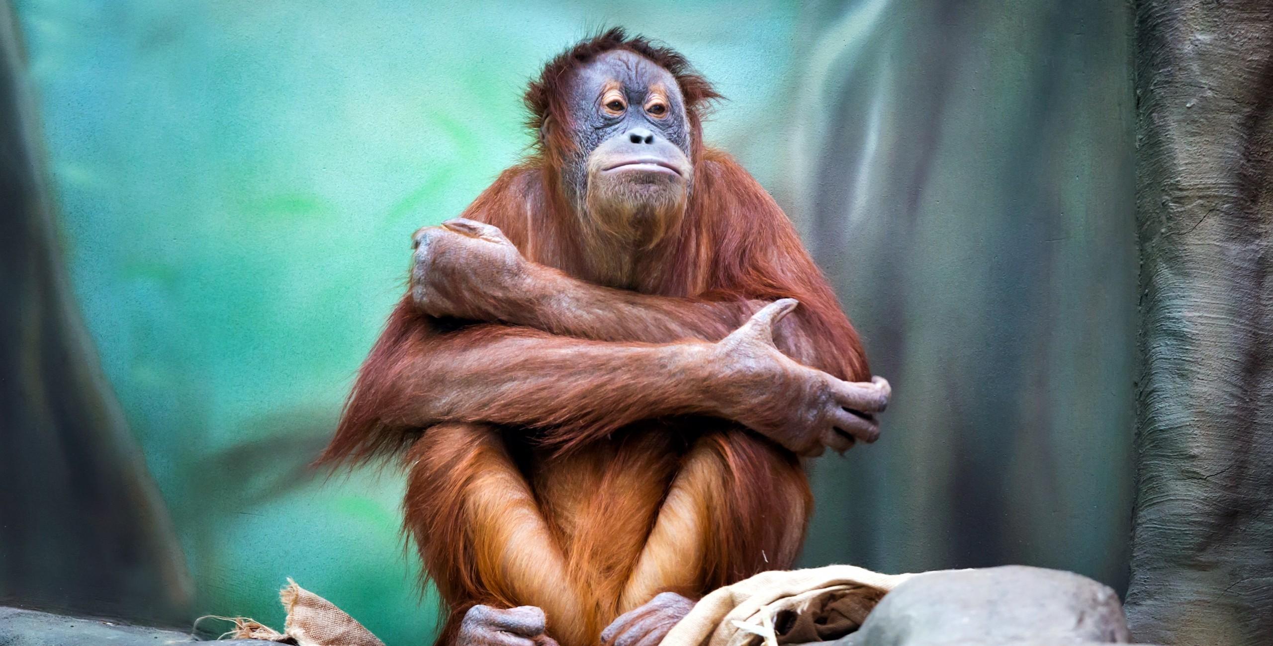 Download Orangutan, Sitting, Monkey Wallpapers