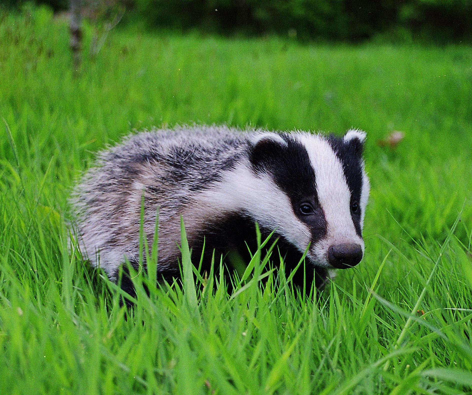 Badger