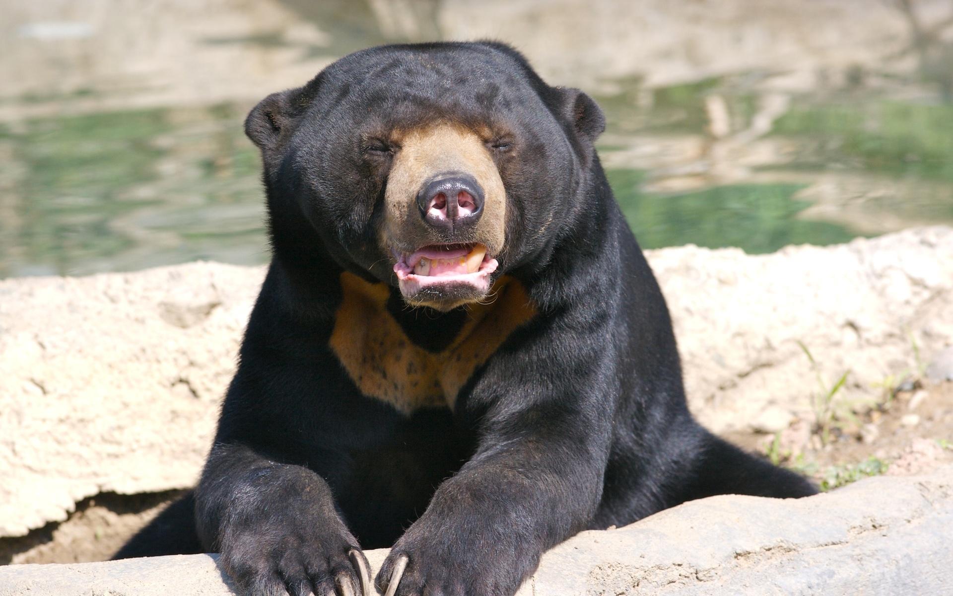 Sun Bear HD Wallpapers