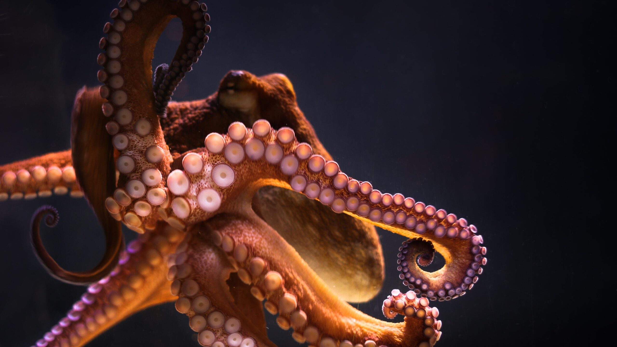 Octopus 4k Ultra HD Wallpapers