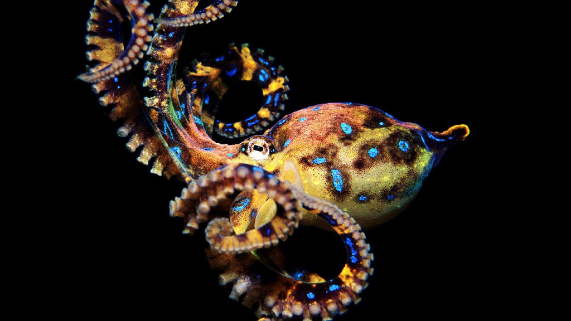 Octopus HD Wallpapers 1080p