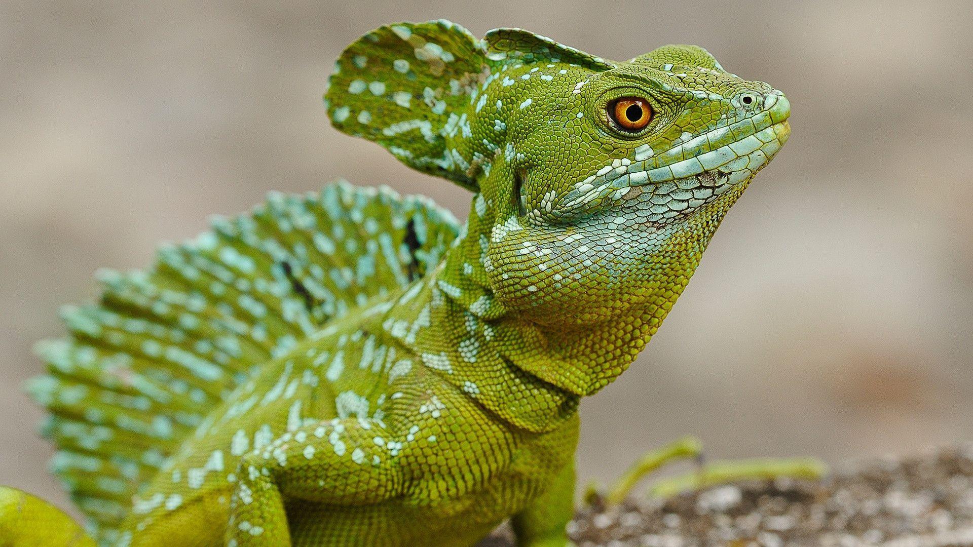 Pix For > Lizard Wallpapers