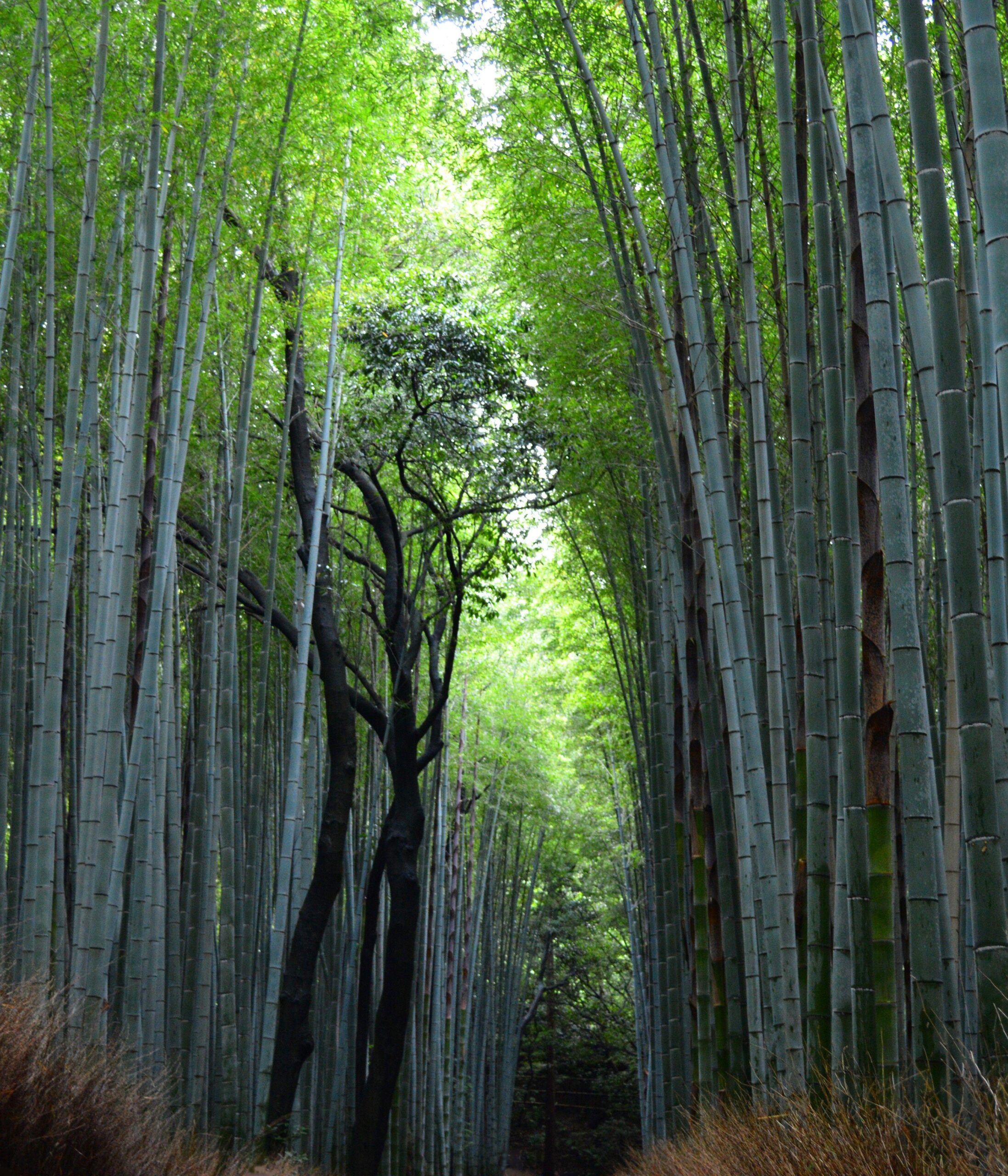 Bamboozled – Kyoto’s Arashiyama Bamboo Grove HD Wallpapers From