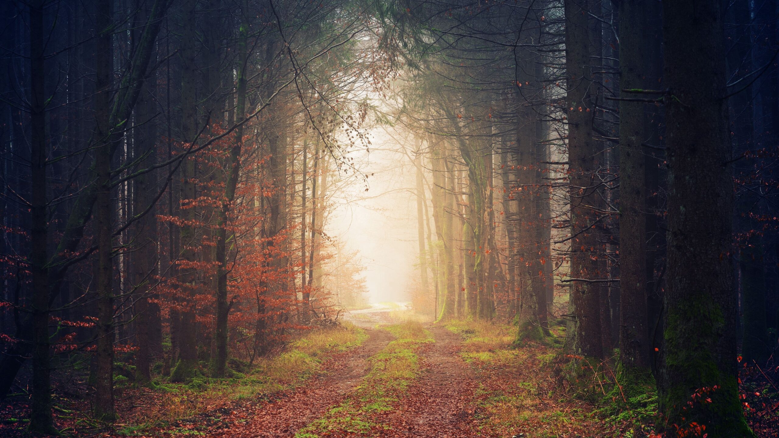 Download wallpapers autumn, trees, fog, path, foliage 4k