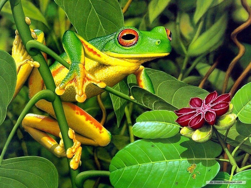 Frog Wallpaper!