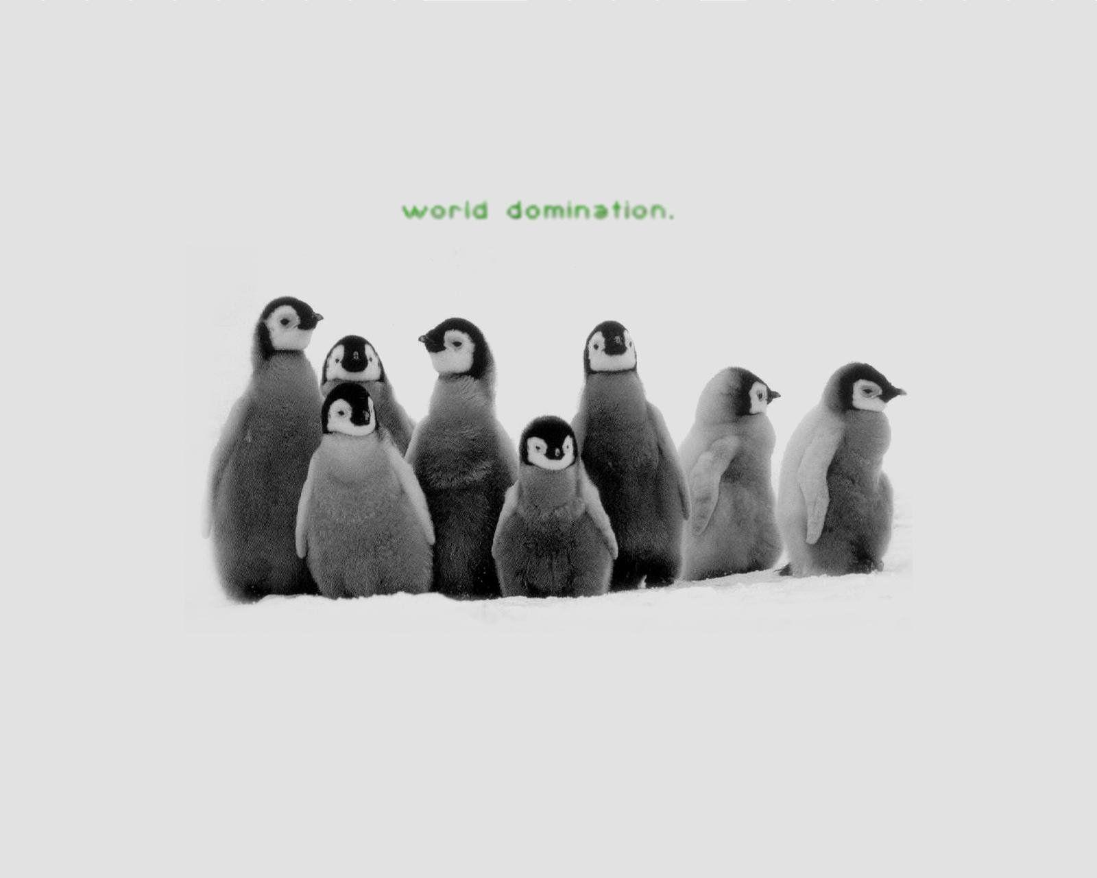 220 Penguin HD Wallpapers