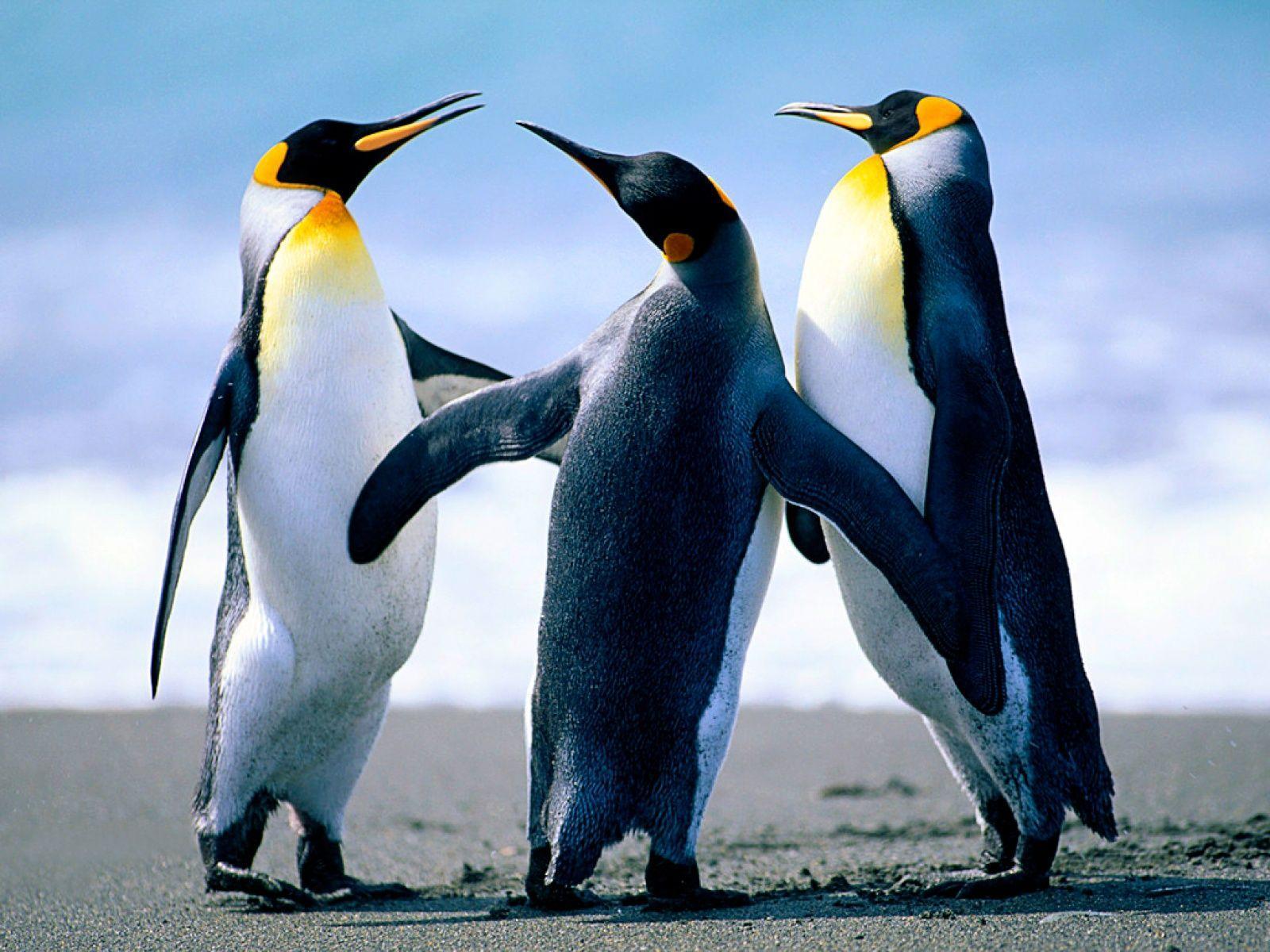 Penguin Wallpapers HD Pictures – One HD Wallpapers Pictures