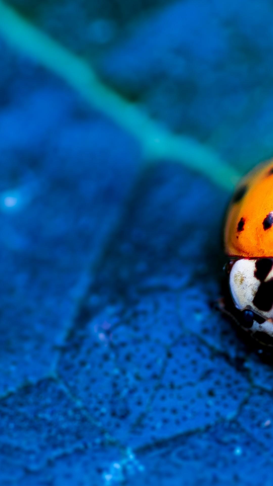 Wallpapers ladybird, beetle, flower, blue, Animals