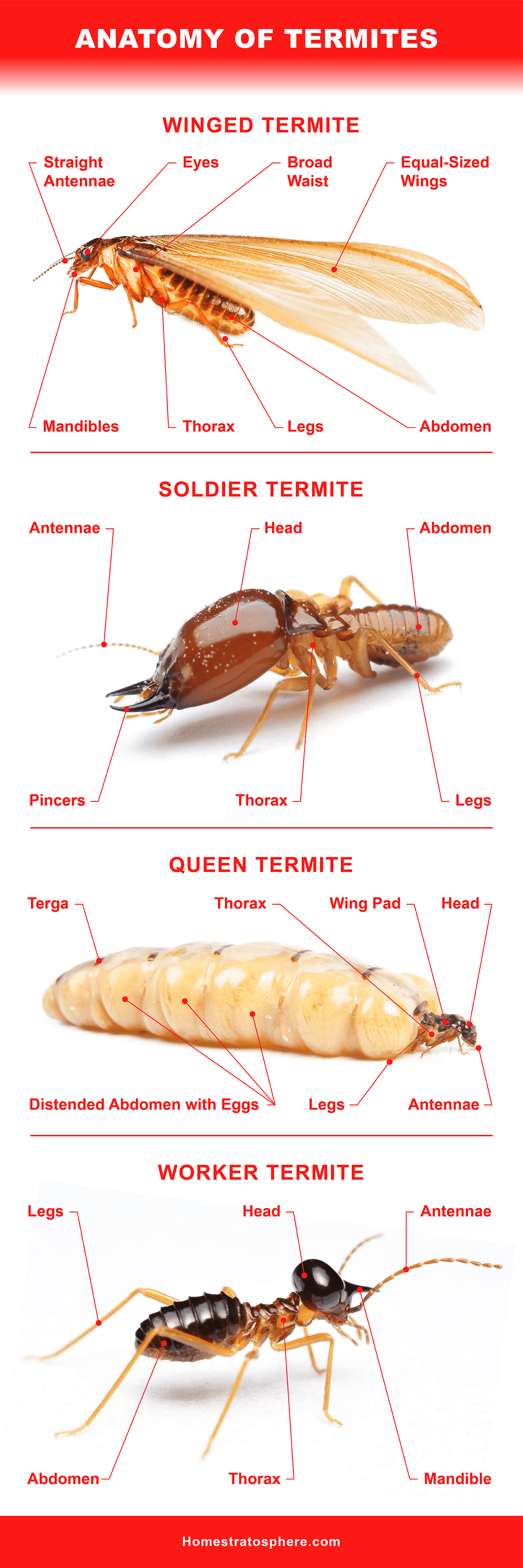 13 Different Types of Termites Eating Houses All Over the World