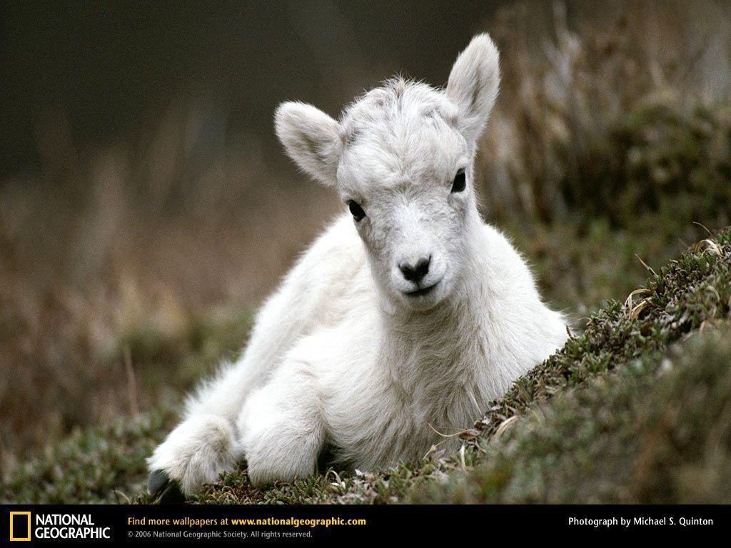 p.25, Mountain Goat Widescreen Pics