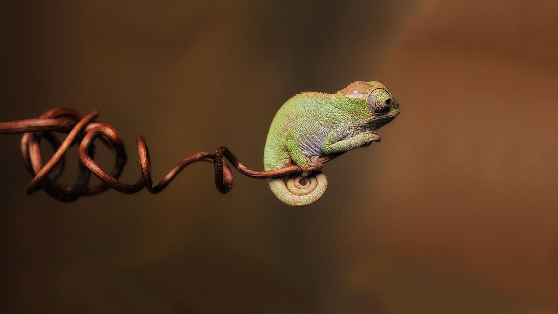 Gecko Wallpapers Desktop Gliders Leopard Pictures