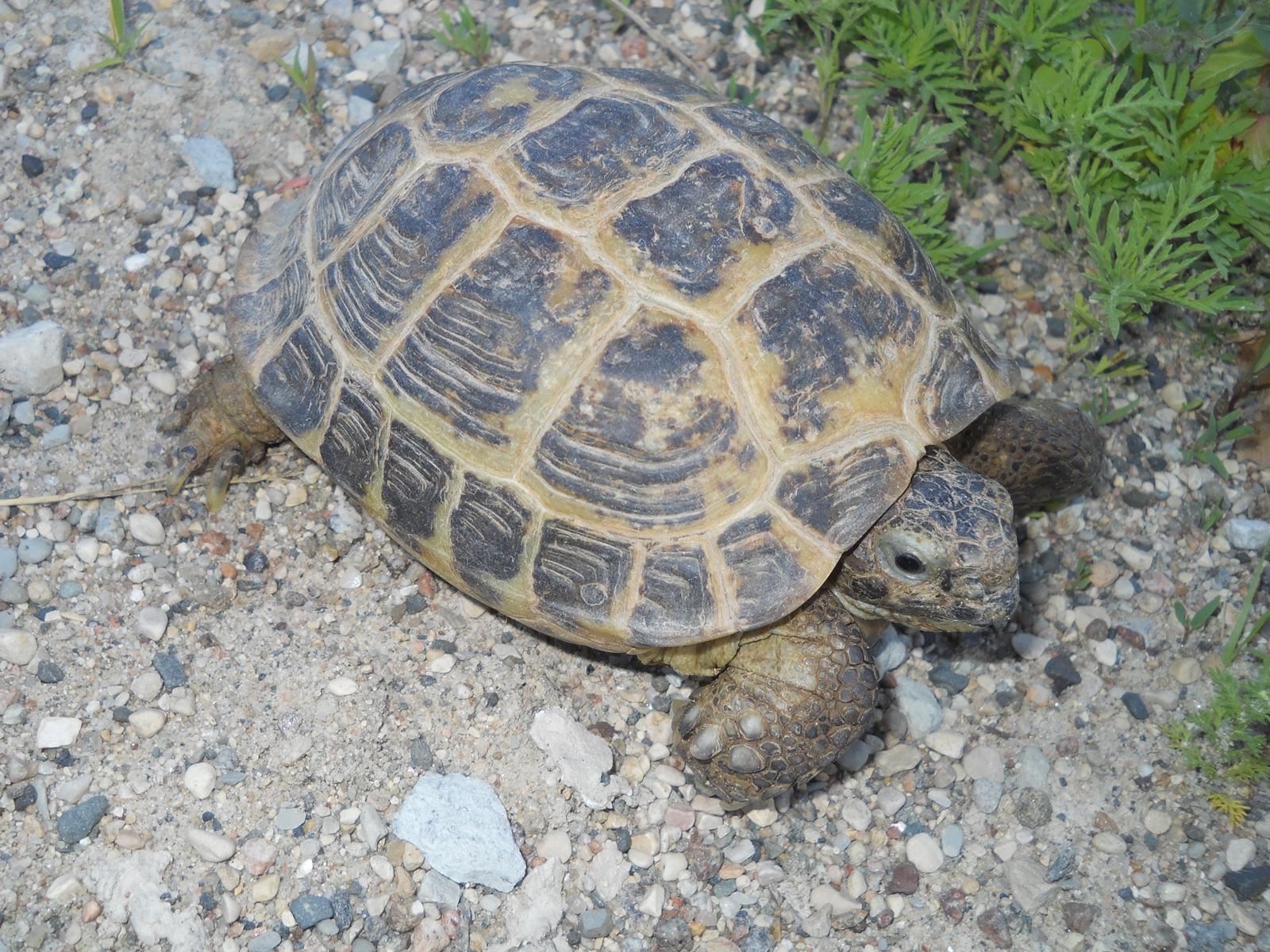 Russian Tortoise Wallpapers HD Download