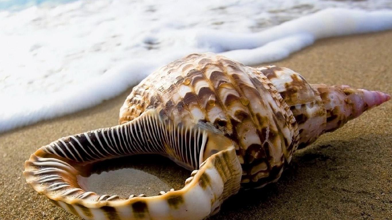 Seashell wallpapers